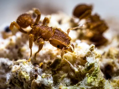 A worker of the fungus-farming ant species Mycetophylax asper, collected in Santa Catarina, Brazil, in 2014, on its fungus garden
