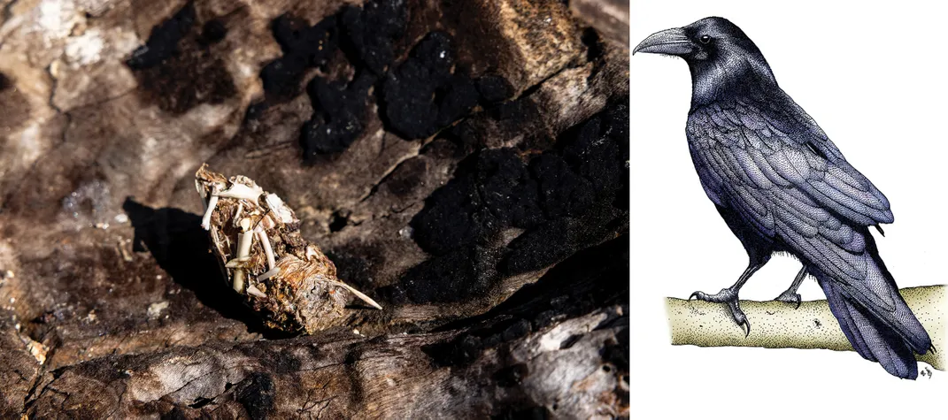 a raven pellet next to a illustration of a raven