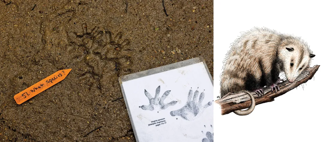 the tracks of a Virginia opossum