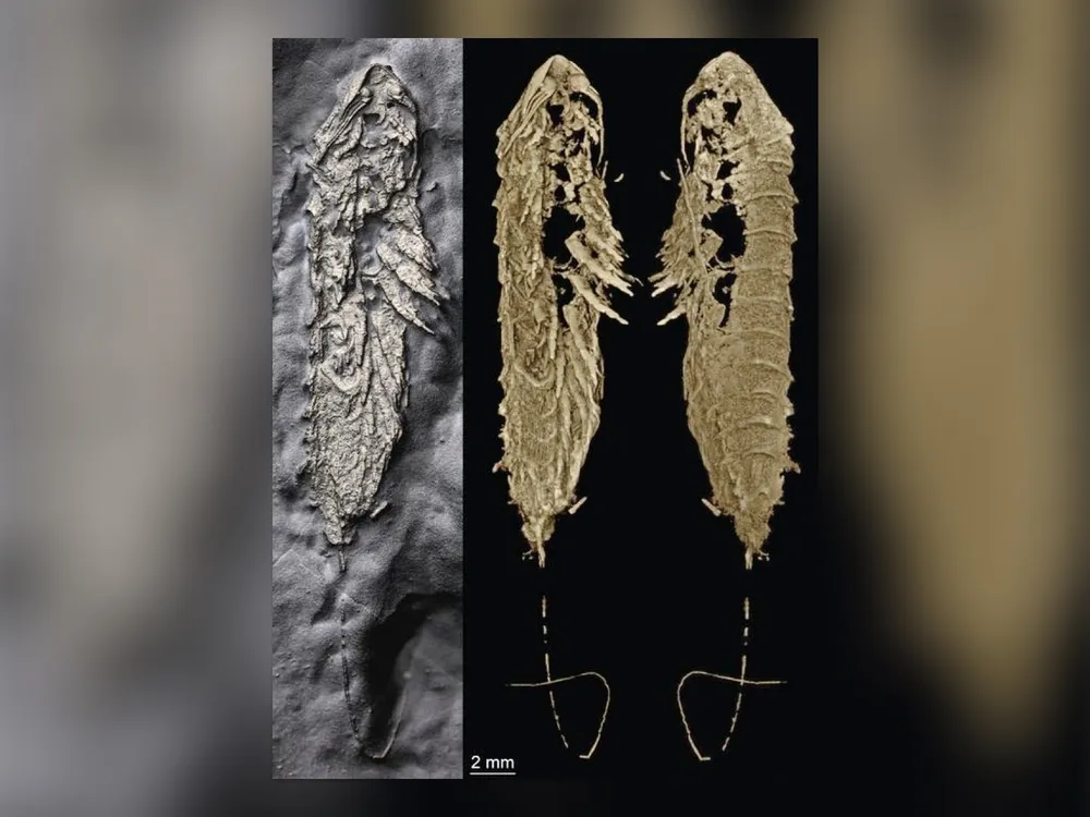 fossil and CT scans of an arthropod