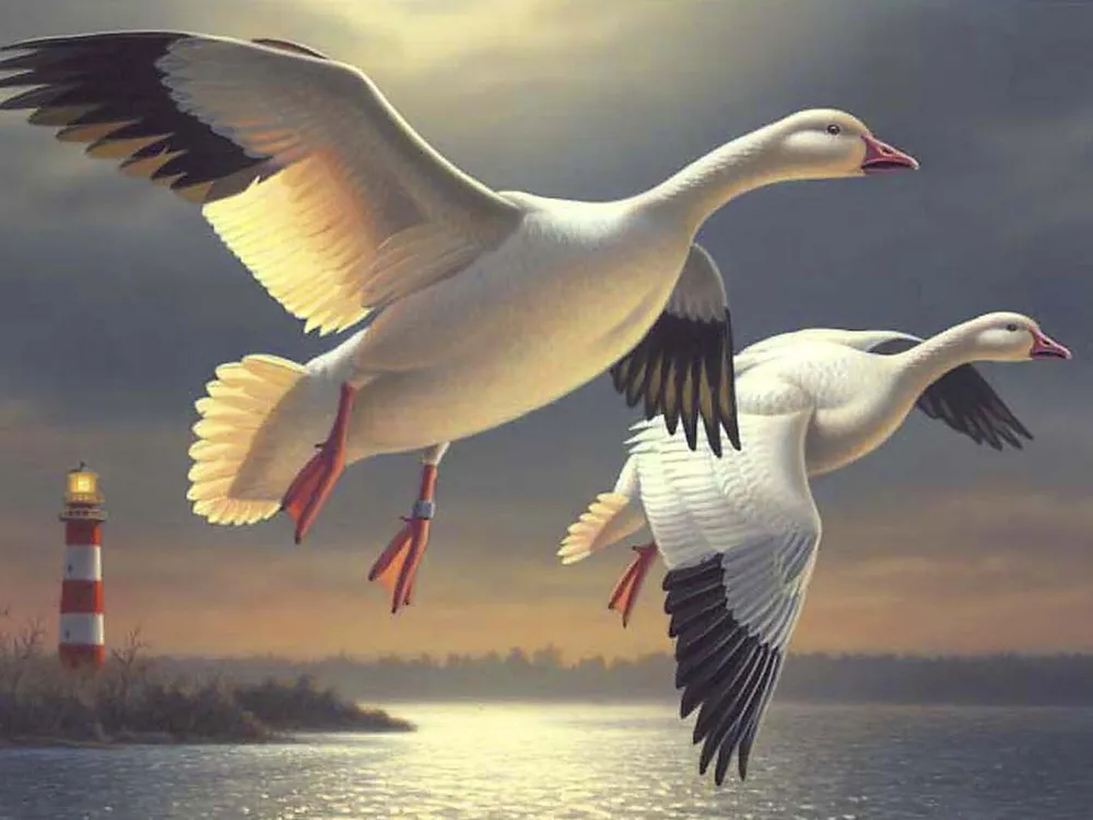 Painting of two large white birds with black win tips flying over water with a lighthouse in the background