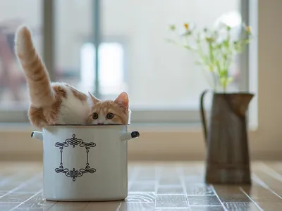 Cats are known for their ability to squeeze into tight spaces.