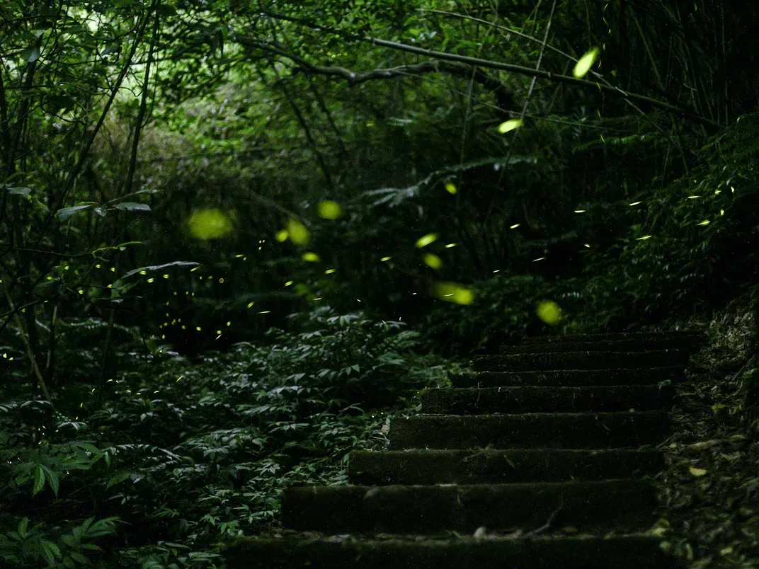 Fireflies