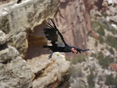 In the 1980s, there were only 22 surviving California condors. Now, after careful conservation measures, there are over 300 in the wild and 200 in captivity. (The above bird is not Milagra.)
