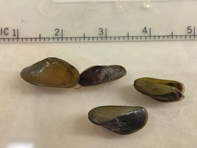 Golden mussels are shown with a measuring scale