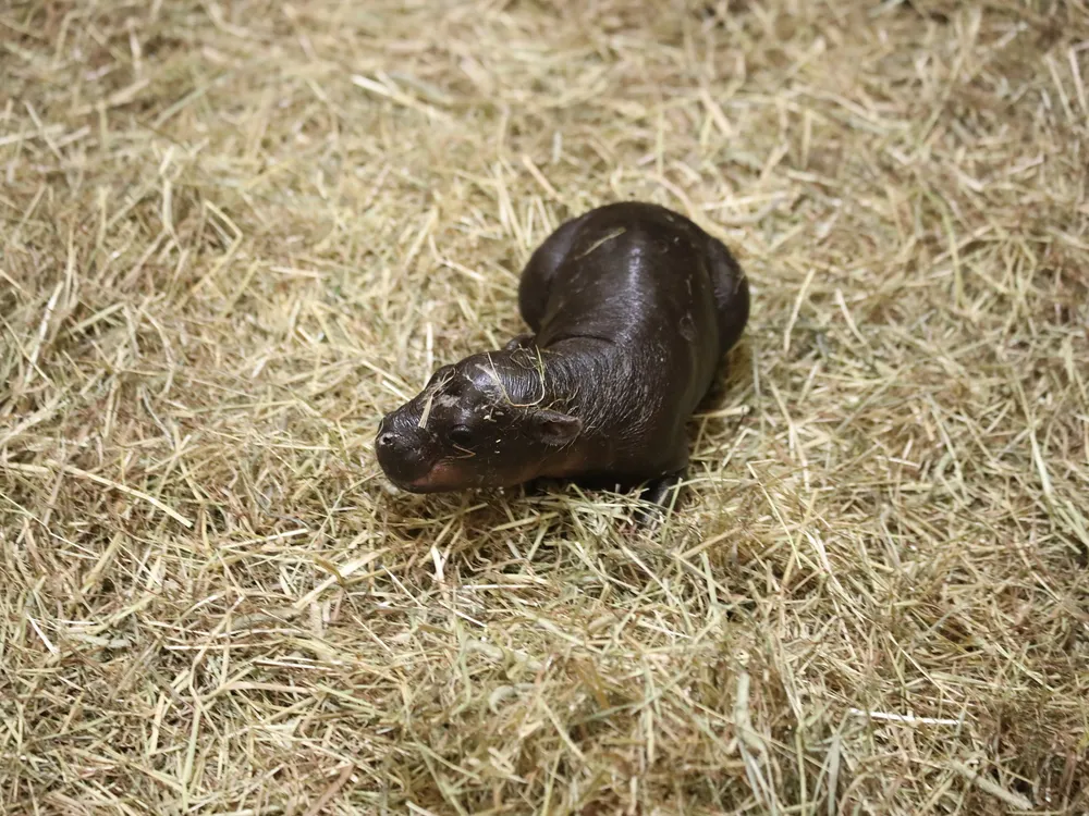 Small baby hippo surrounded by grassy hay