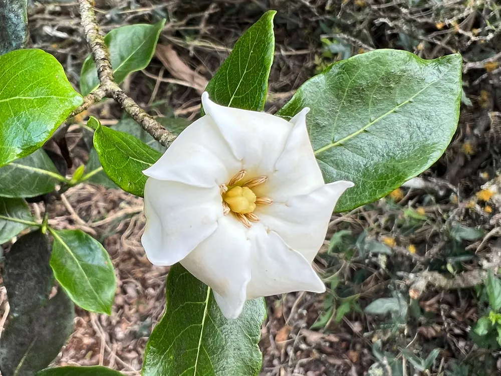 Nau Flower