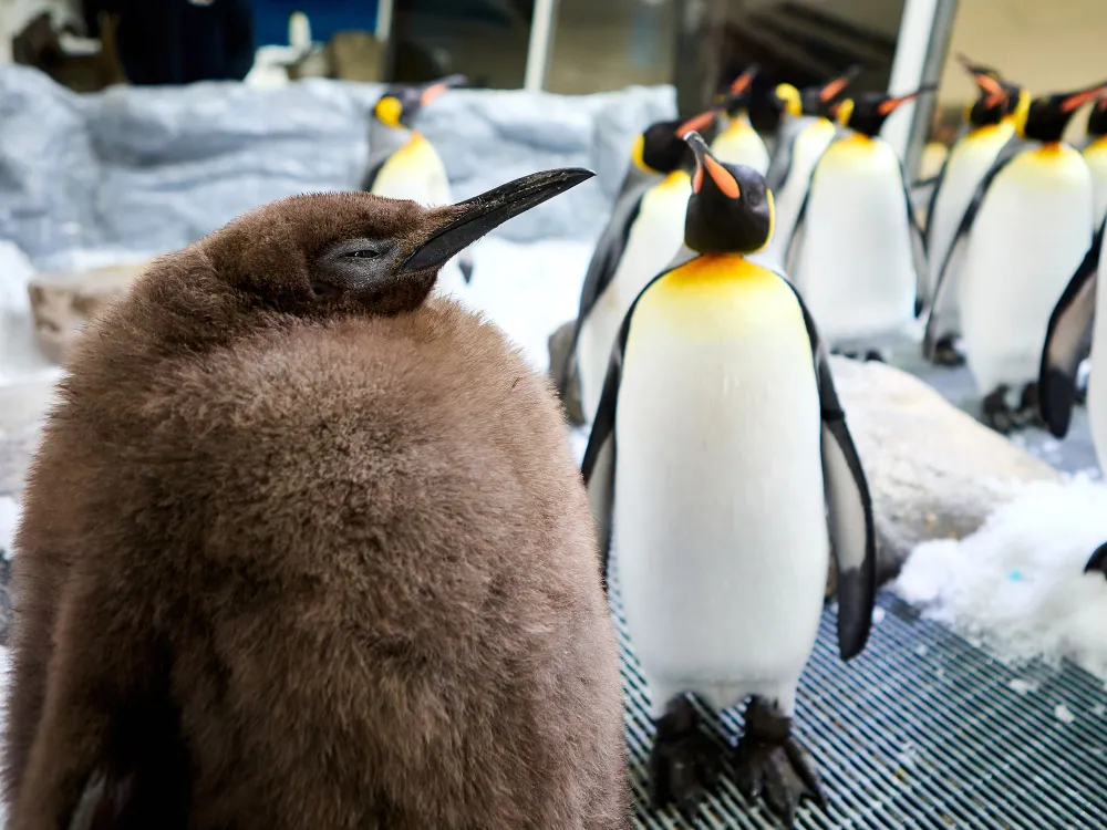 Large fluffy penguin and a group of adult penguins