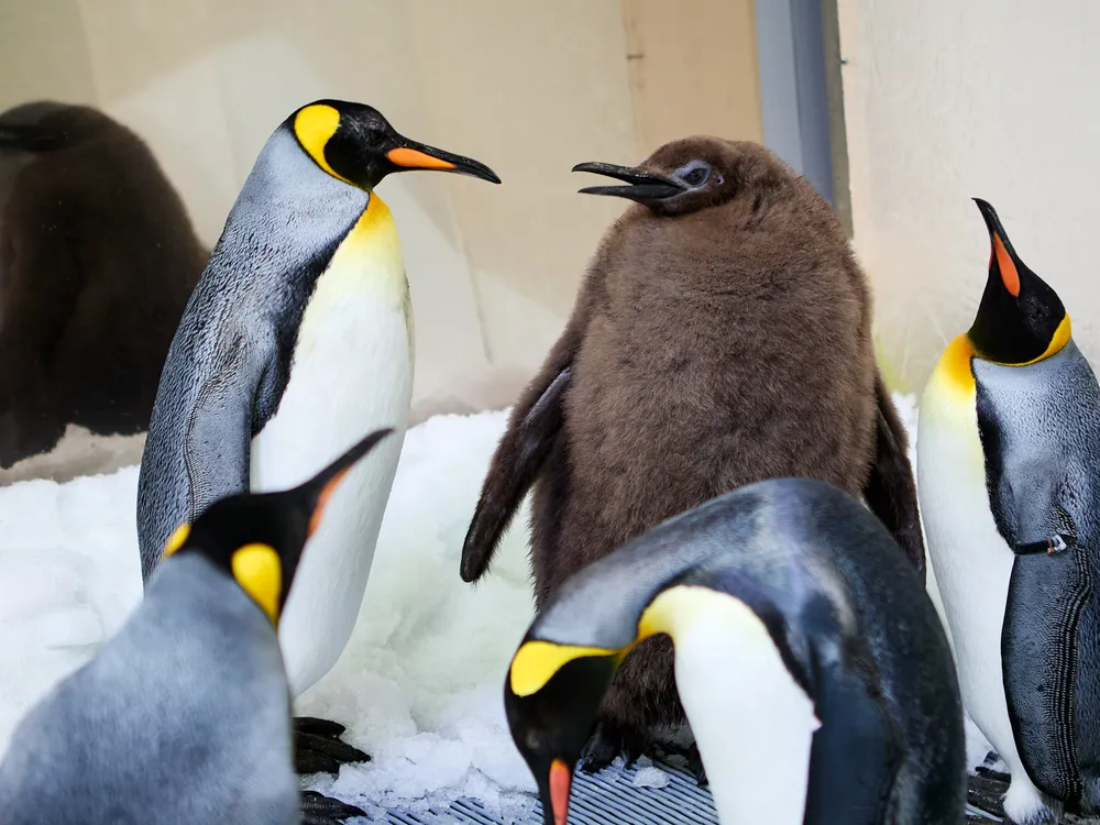 Large brown penguin standing amongst other black and white penguins