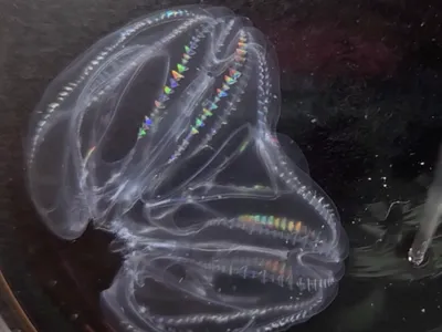 Two comb jellies have fused together and are being probed by a pipette.
